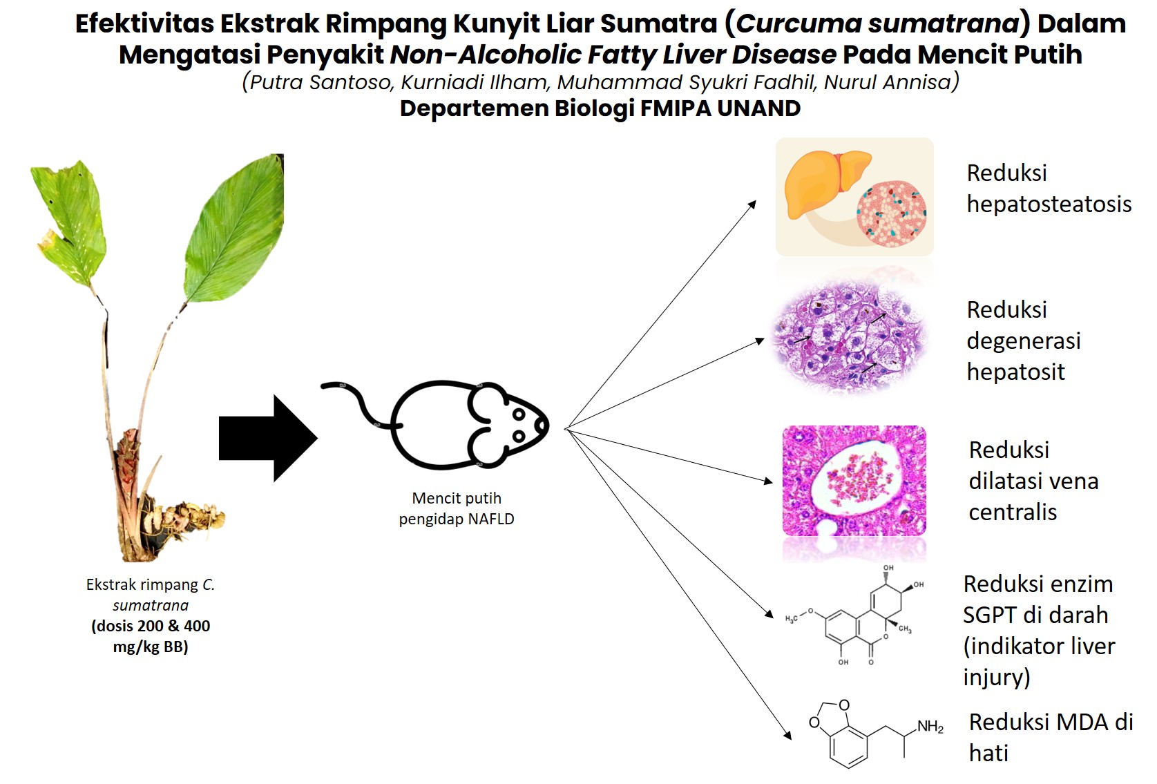 Efektivitas Ekstrak Rimpang Kunyit Liar Sumatra (Curcuma sumatrana) Dalam Mengatasi Penyakit Non-Alcoholic Fatty Liver Disease Pada Mencit Putih